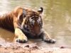 बक्सा टाइगर रिजर्व में बाघ पुन र्स्थापन कार्यक्रम के तहत बाघिन को छोड़ा गया https://hindi.newsgate.press/
