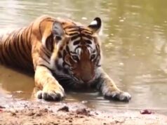 बक्सा टाइगर रिजर्व में बाघ पुन र्स्थापन कार्यक्रम के तहत बाघिन को छोड़ा गया https://hindi.newsgate.press/