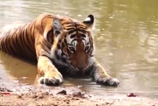 बक्सा टाइगर रिजर्व में बाघ पुन र्स्थापन कार्यक्रम के तहत बाघिन को छोड़ा गया https://hindi.newsgate.press/